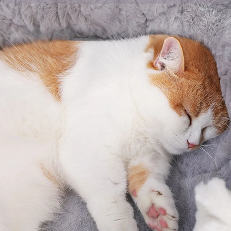 Cozy Cat Bed & Puppy Cushion