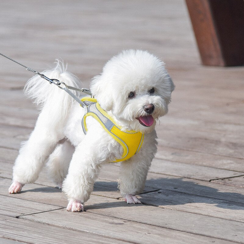 Breathable Small Dog Harness Set